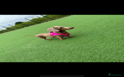 Miniature Dachshund dogs for sale: Isabella tan miniture dachshunds🐾 - Image 5