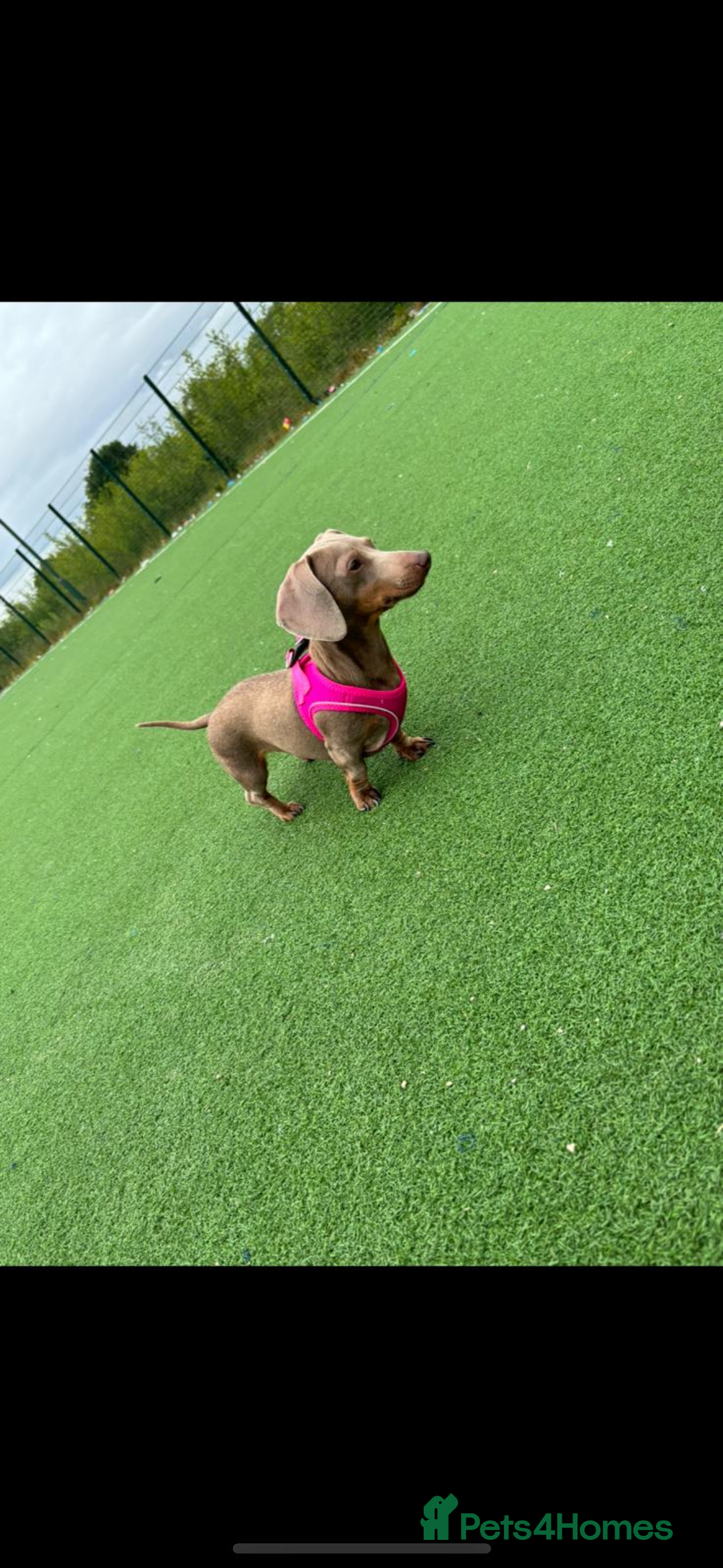 Miniature Dachshund dogs for sale: Isabella tan miniture dachshunds🐾 - Image 5