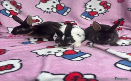 Rex rabbits for sale: Baby rex rabbits - ready to go - Image 2
