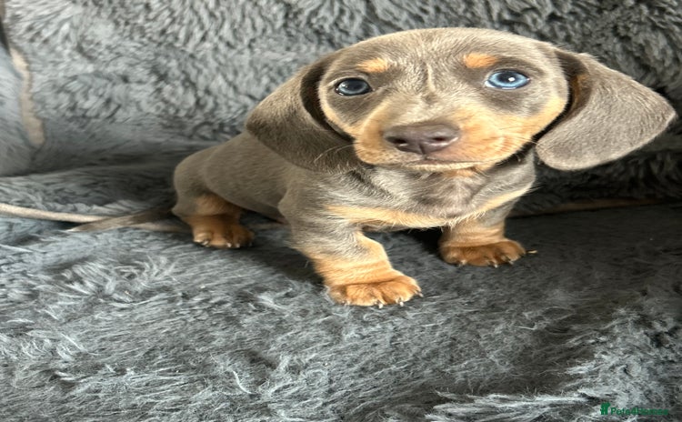 Dachshund dogs - Advert 1