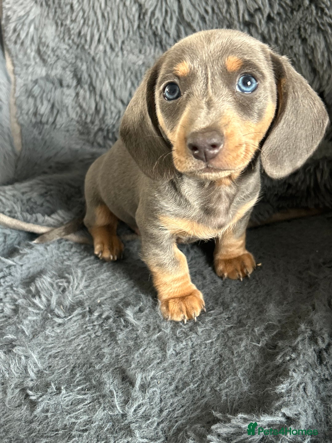 Dachshund dogs for sale: Beautiful mini dachshunds  - Image 1