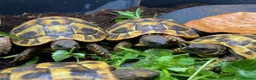 Tortoise reptiles for sale: Hermanns Tortoise (Baby / Hatchling) - Advert 3
