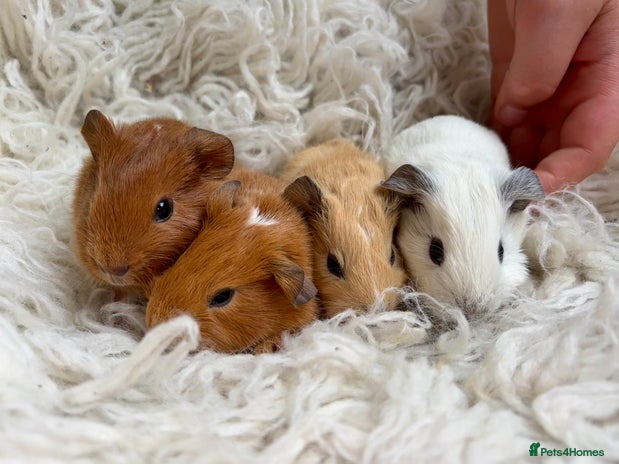 Guinea Pig rodents in Whitland - Advert 2
