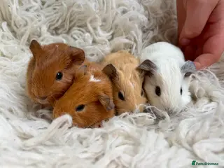 Guinea Pig rodents Californian x Guinea pigs - Advert 5