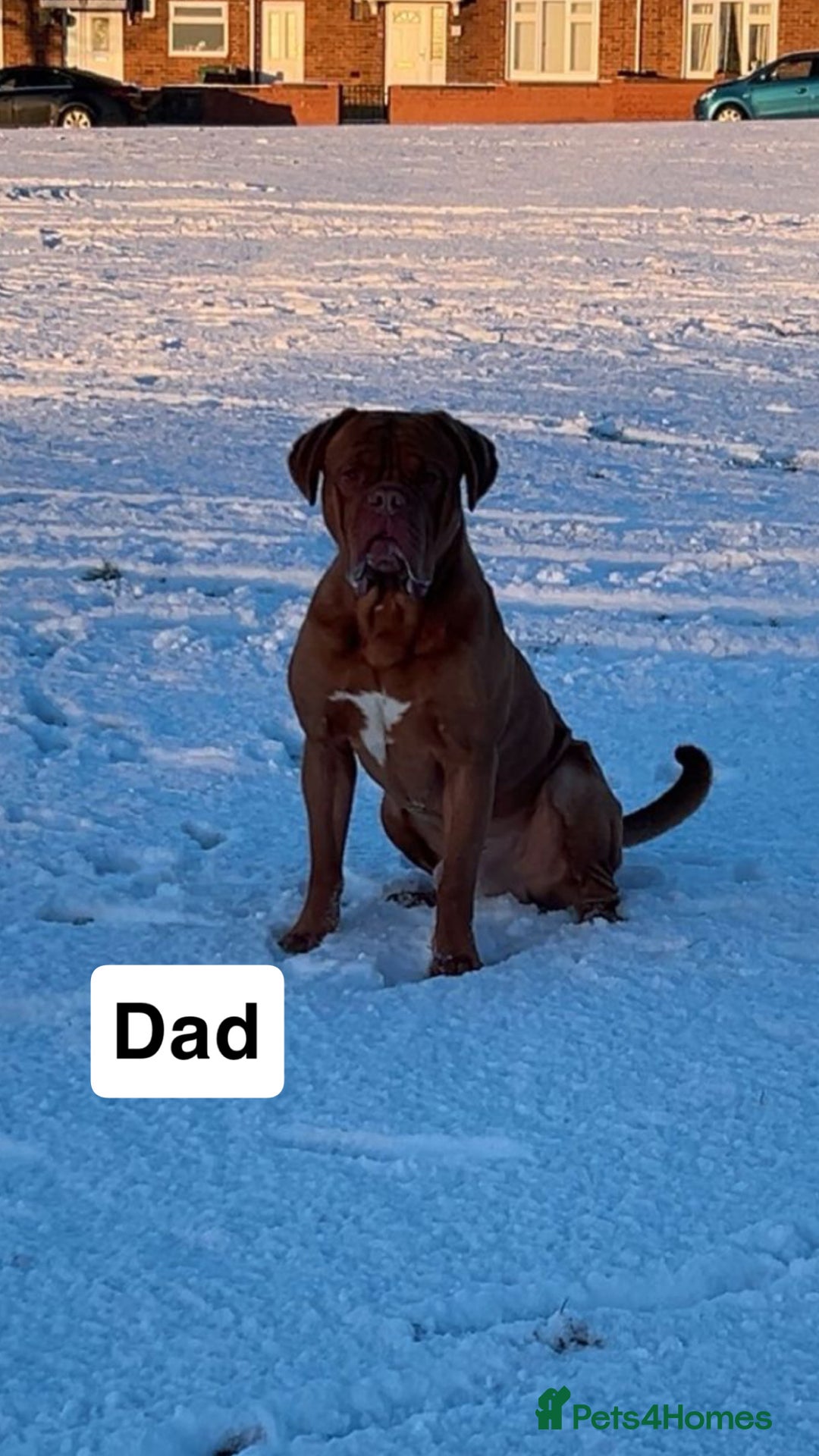 Dogue De Bordeaux dogs for sale: KC Dogue De Bordeaux  - Advert 9