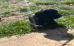 Cocker Spaniel dogs for sale: Beautiful show cocker GIRLs - Image 9