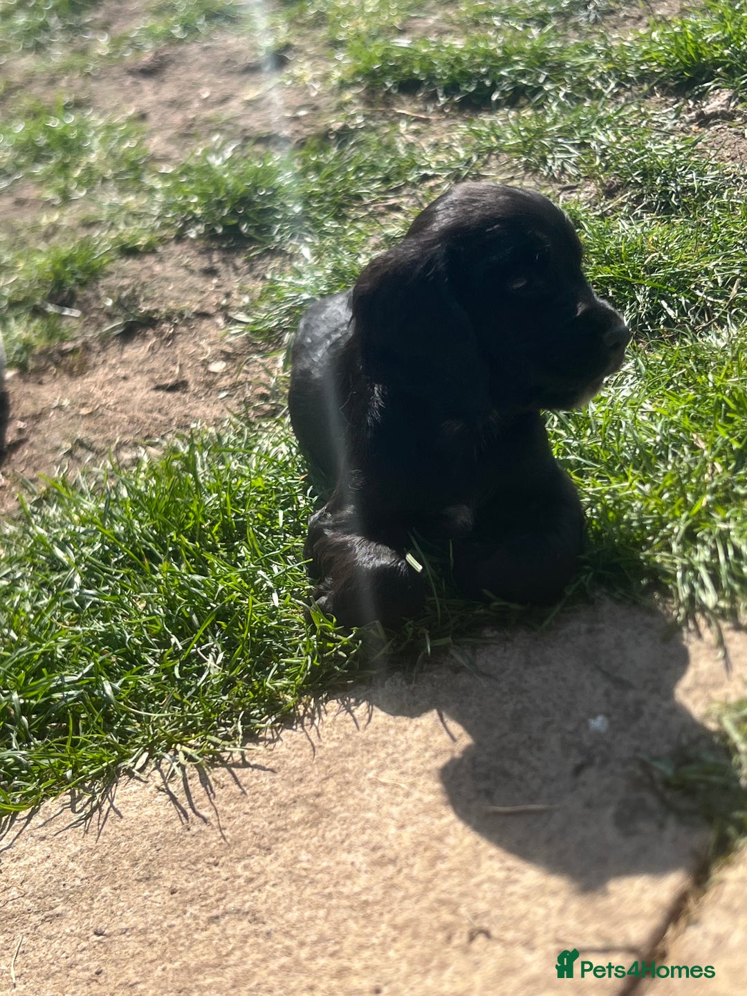 Cocker Spaniel dogs for sale: Beautiful show cocker GIRLs - Image 9