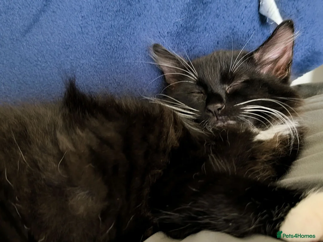 Mixed Breed cats for sale: Long hair kittens & short hair kittens ready now  - Advert 2