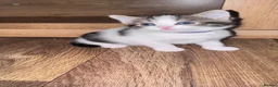 Domestic Shorthair cats for sale: Stunning little tabby/white girl kitten. - Advert 23