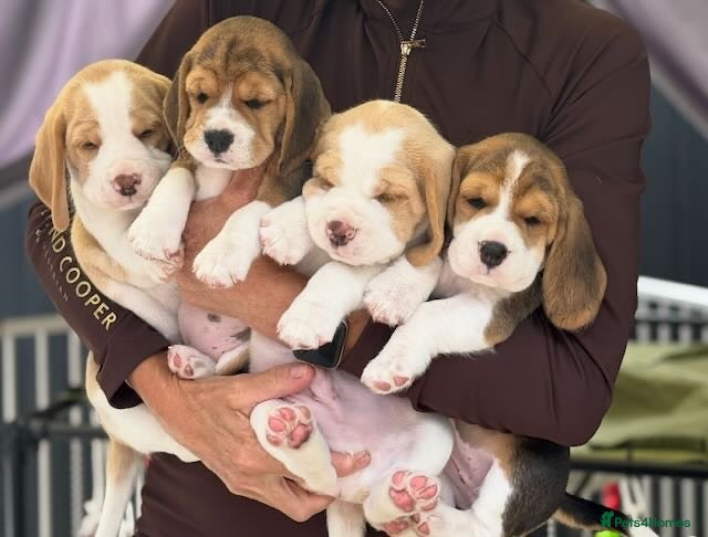 Beagle dogs KC registered Champion show line Beagle puppies - Advert 5