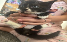 Mixed Breed cats for sale: Beautiful loving kittens - Image 5