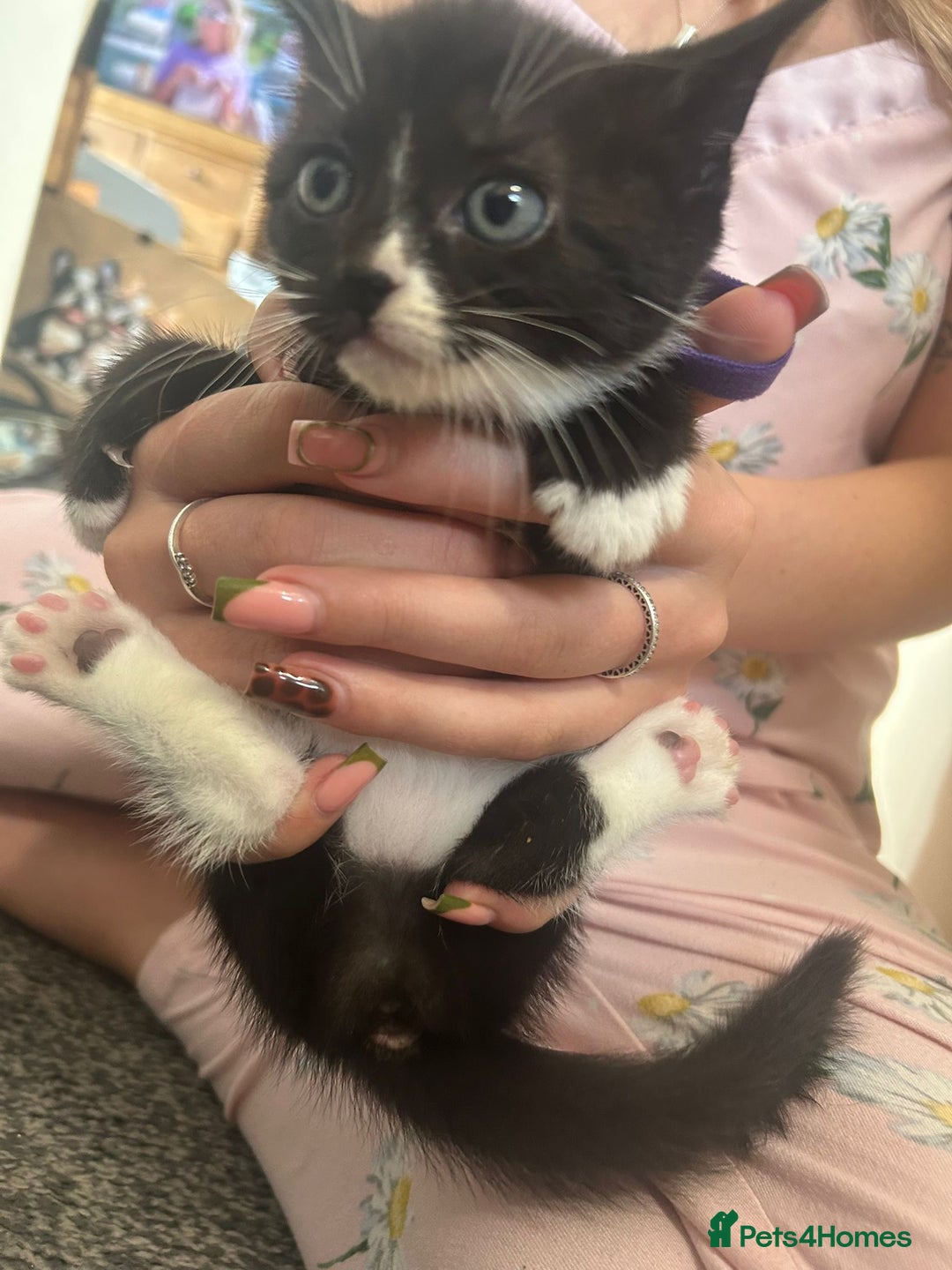 Mixed Breed cats for sale: Beautiful loving kittens - Image 5