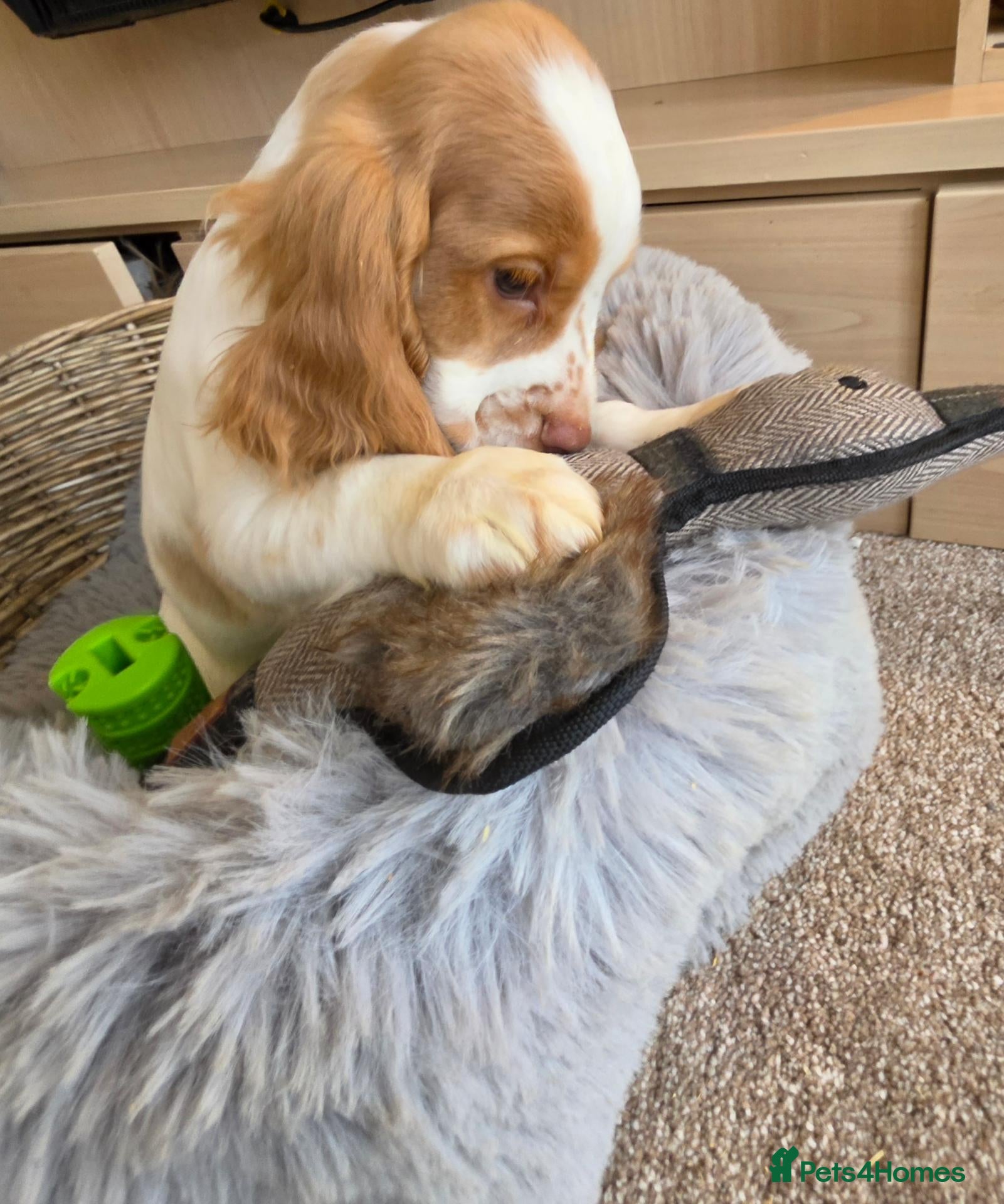 Cocker Spaniel dogs Working Type Cocker Spaniels - Advert 1