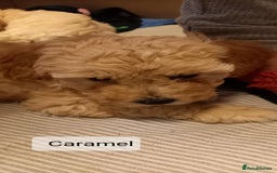 Poochon dogs for sale: Poochon Puppies - Advert 6