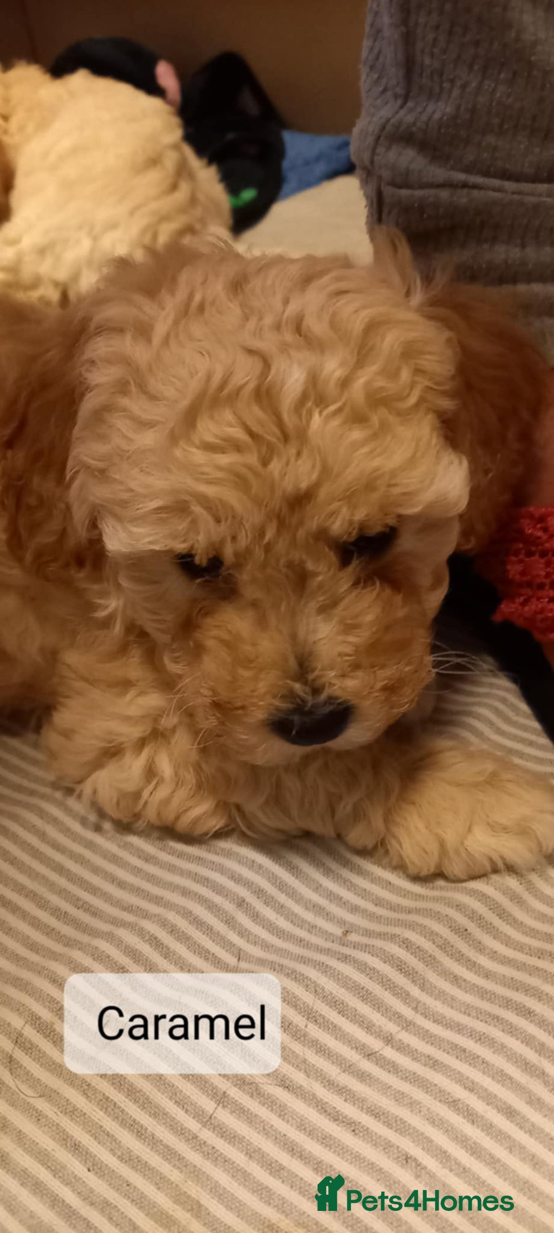 Poochon dogs for sale: Poochon Puppies - Advert 6