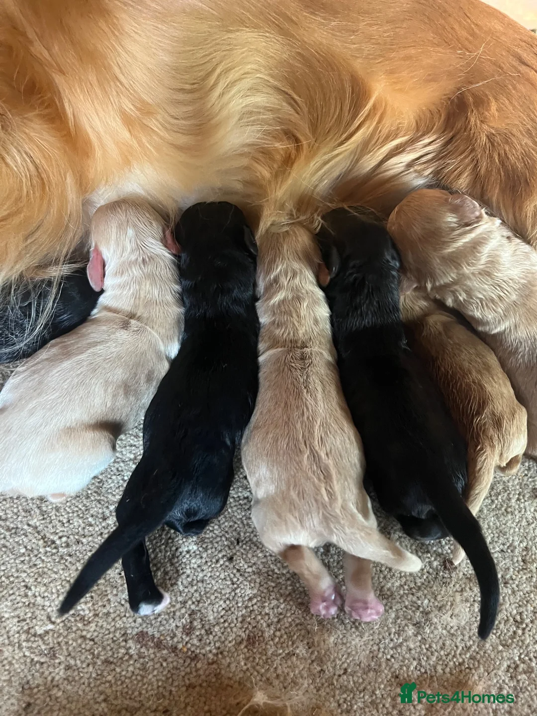 Cockapoo dogs for sale: F1 cockatoo puppies - Advert 11