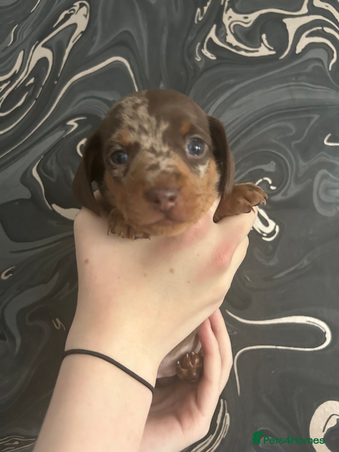 Miniature Dachshund dogs for sale: 3  kc registered miniature dachshund puppies  - Image 3