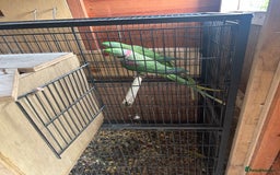 Budgerigars birds for sale: Alexandrine parrot  in Nelson - Image 2