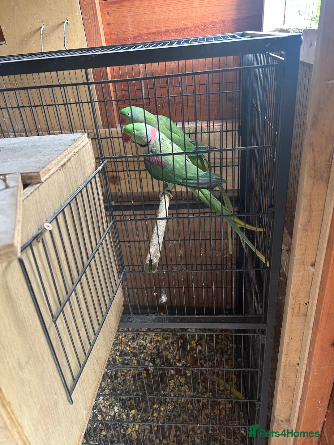 Budgerigars birds for sale: Alexandrine parrot  in Nelson - Image 2