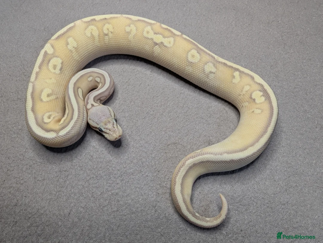 Python Snake reptiles for sale: 2025 Royal Python Hatchlings  - Advert 8