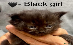 Siberian cats for sale: Hypoallergenic, fluffy, purebred healthy Siberians - Image 7