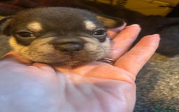 French Bulldog dogs for sale: French bulldog puppies  - Image 2