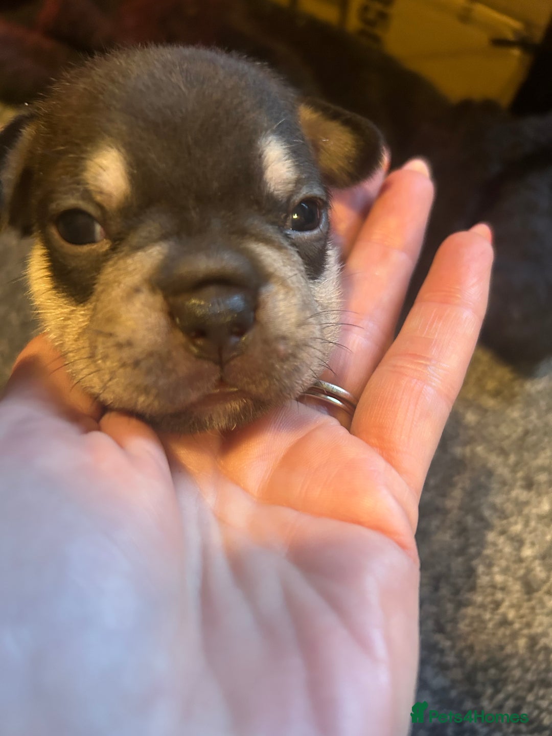 French Bulldog dogs for sale: French bulldog puppies  - Image 2