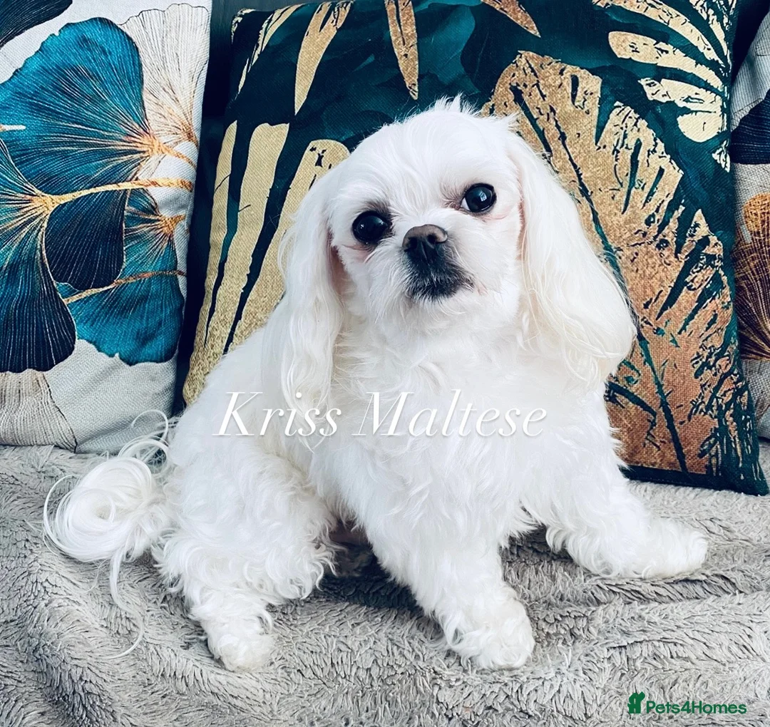 Maltese dogs for stud: 🌟Stunning KC Reg Korean Maltese boy for STUD - Advert 1