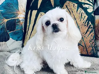 Maltese dogs 🌟Stunning KC Reg Korean Maltese boy for STUD in Waltham Cross - Advert 3