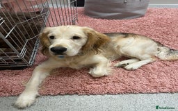 Mixed Breed dogs for sale: Golden Retriever cross Cocker Spaniel - Image 2