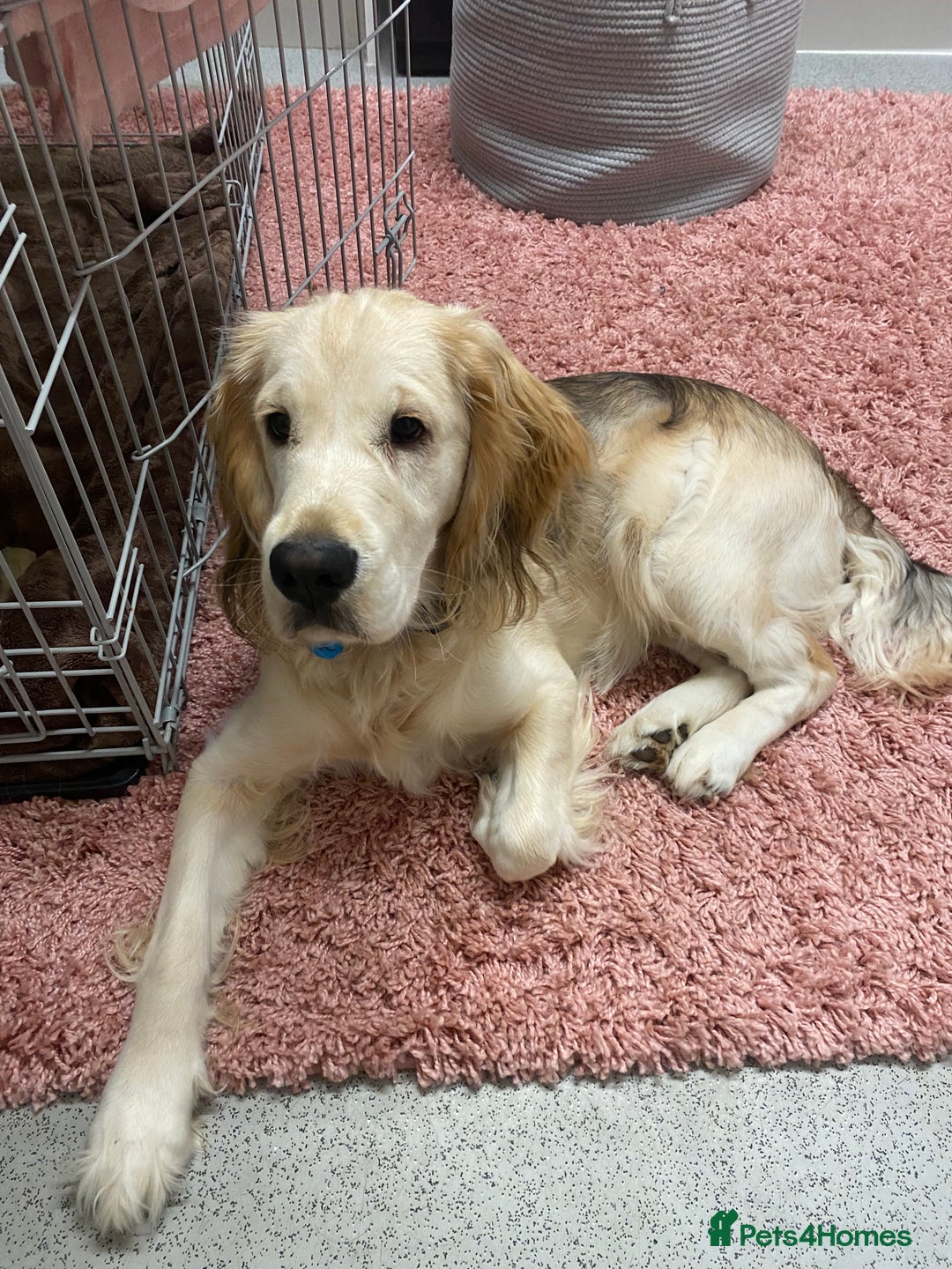 Mixed Breed dogs for sale: Golden Retriever cross Cocker Spaniel - Image 2