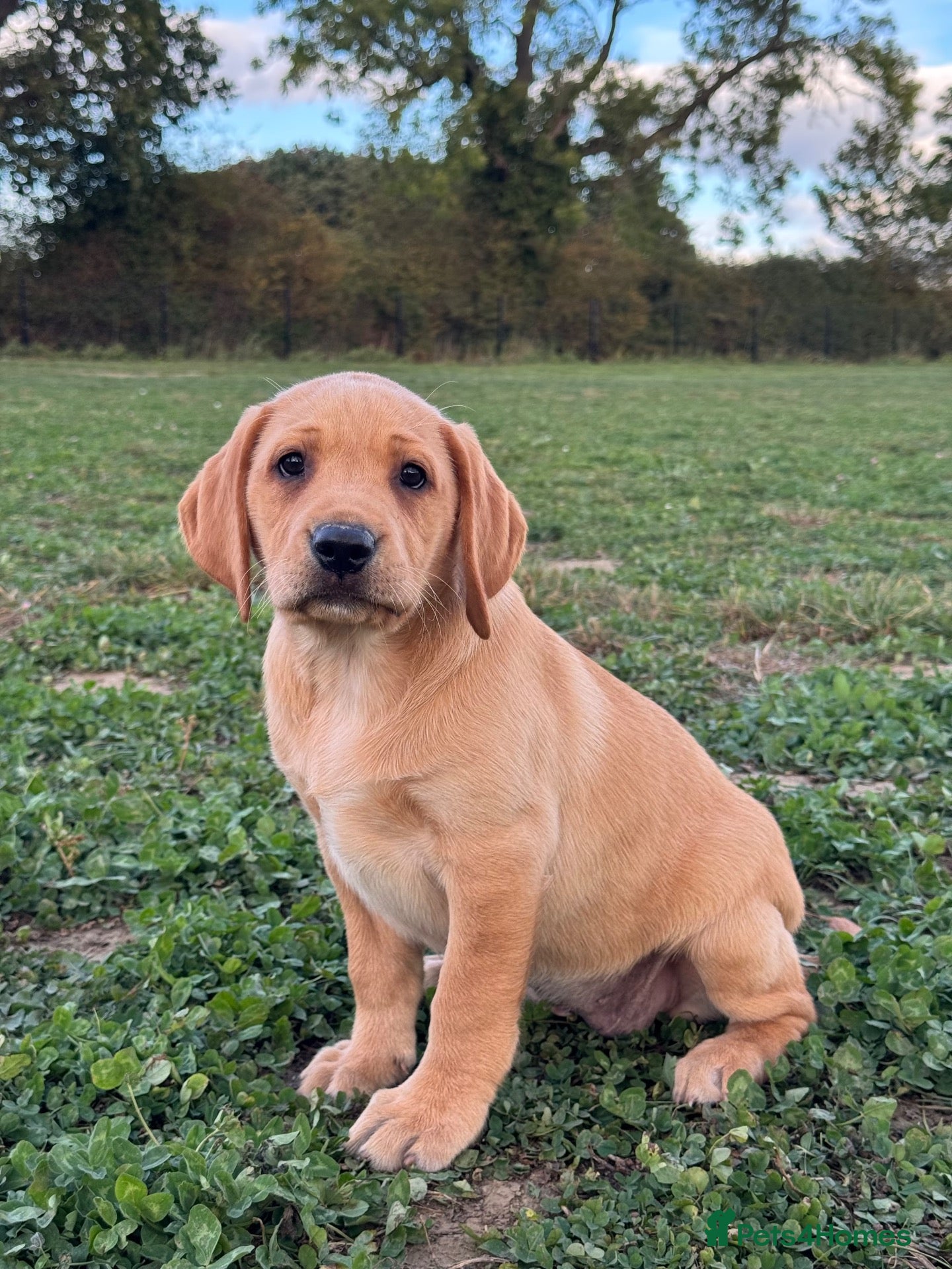 Labrador Retriever dogs KC Labrador Girl - parents health tested Dad 0/0 - Advert 1