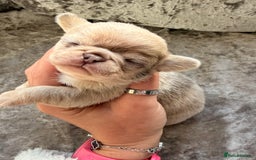 Chihuahua dogs for sale: 💖 Esquire litter of chihuahua puppies 💖 - Advert 21