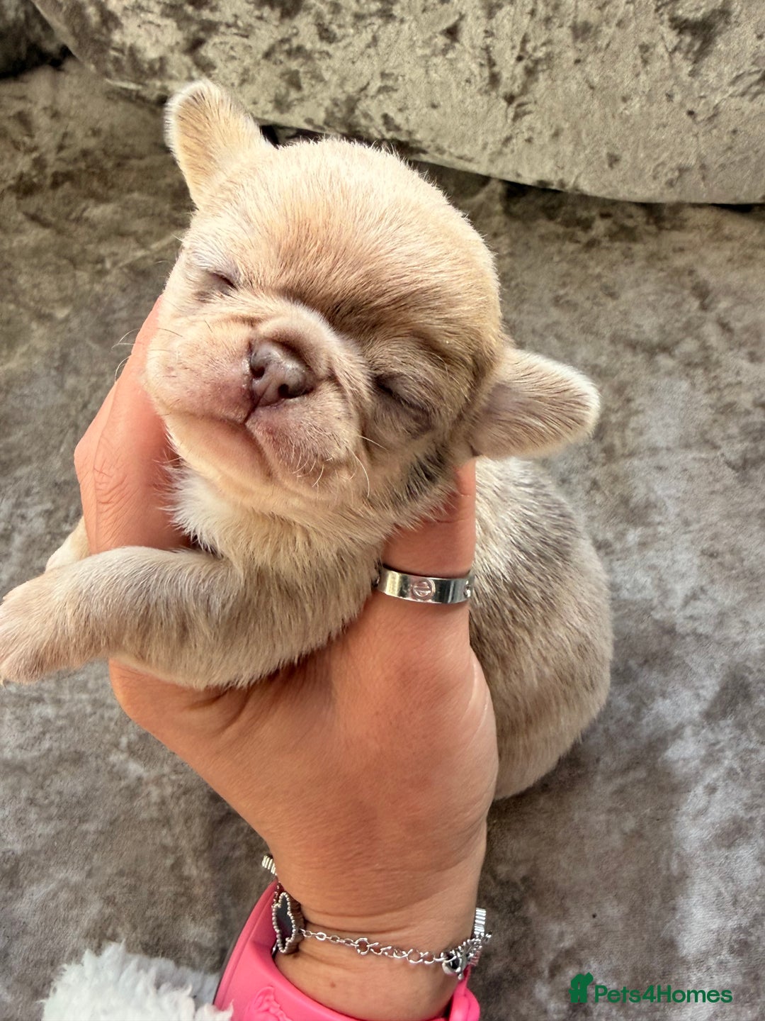 Chihuahua dogs for sale: 💖 Esquire litter of chihuahua puppies 💖 - Advert 21