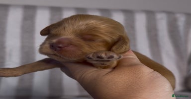 Cocker Spaniel dogs True To Type Show Cocker Spaniels - Advert 3