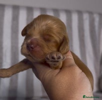 Cocker Spaniel dogs True To Type Show Cocker Spaniels - Advert 3