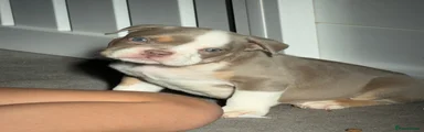 English Bulldog 1