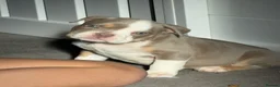 English Bulldog dogs for sale: English bulldog puppys in Coalville - Advert 10