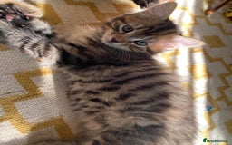 Domestic Shorthair cats for sale: 3 gorgeous kittens ready for their new home - Image 1