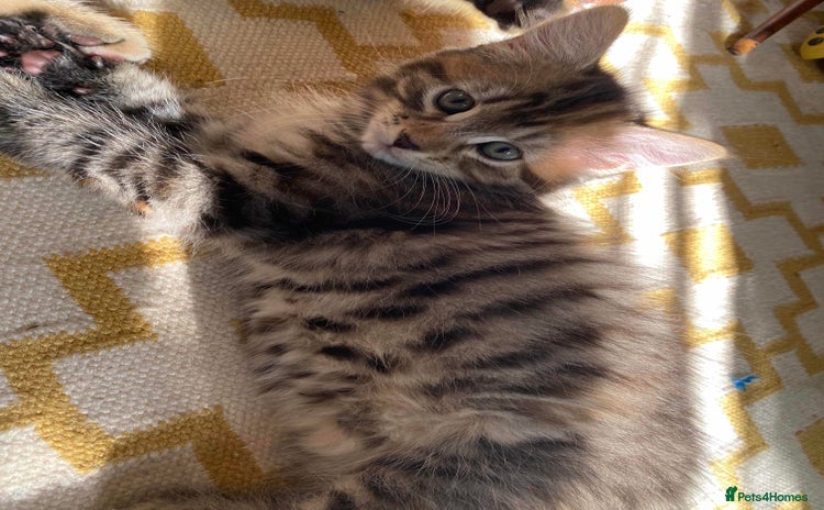Domestic Shorthair cats - Advert 12