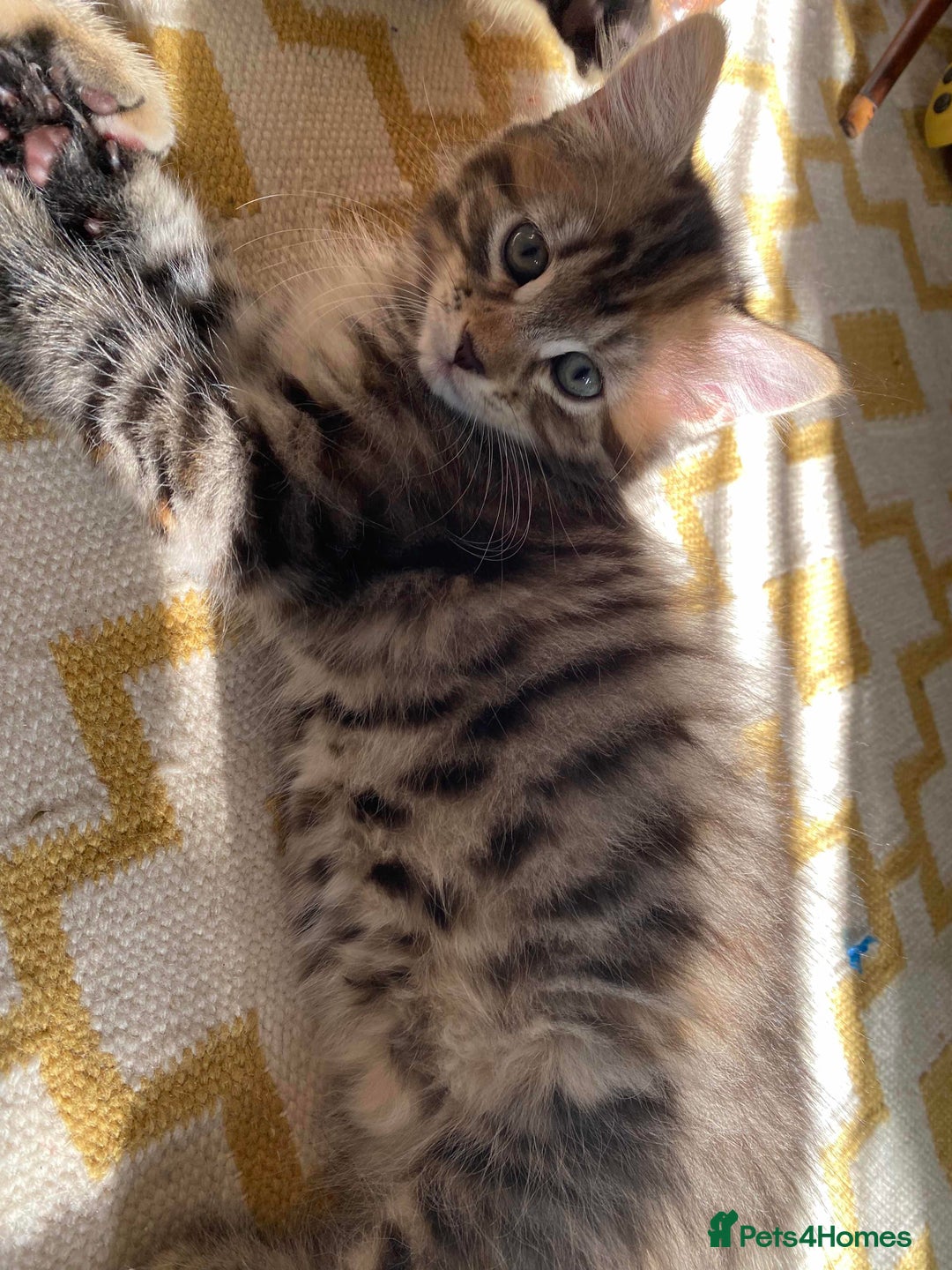 Domestic Shorthair cats for sale: 3 gorgeous kittens ready for their new home - Image 1