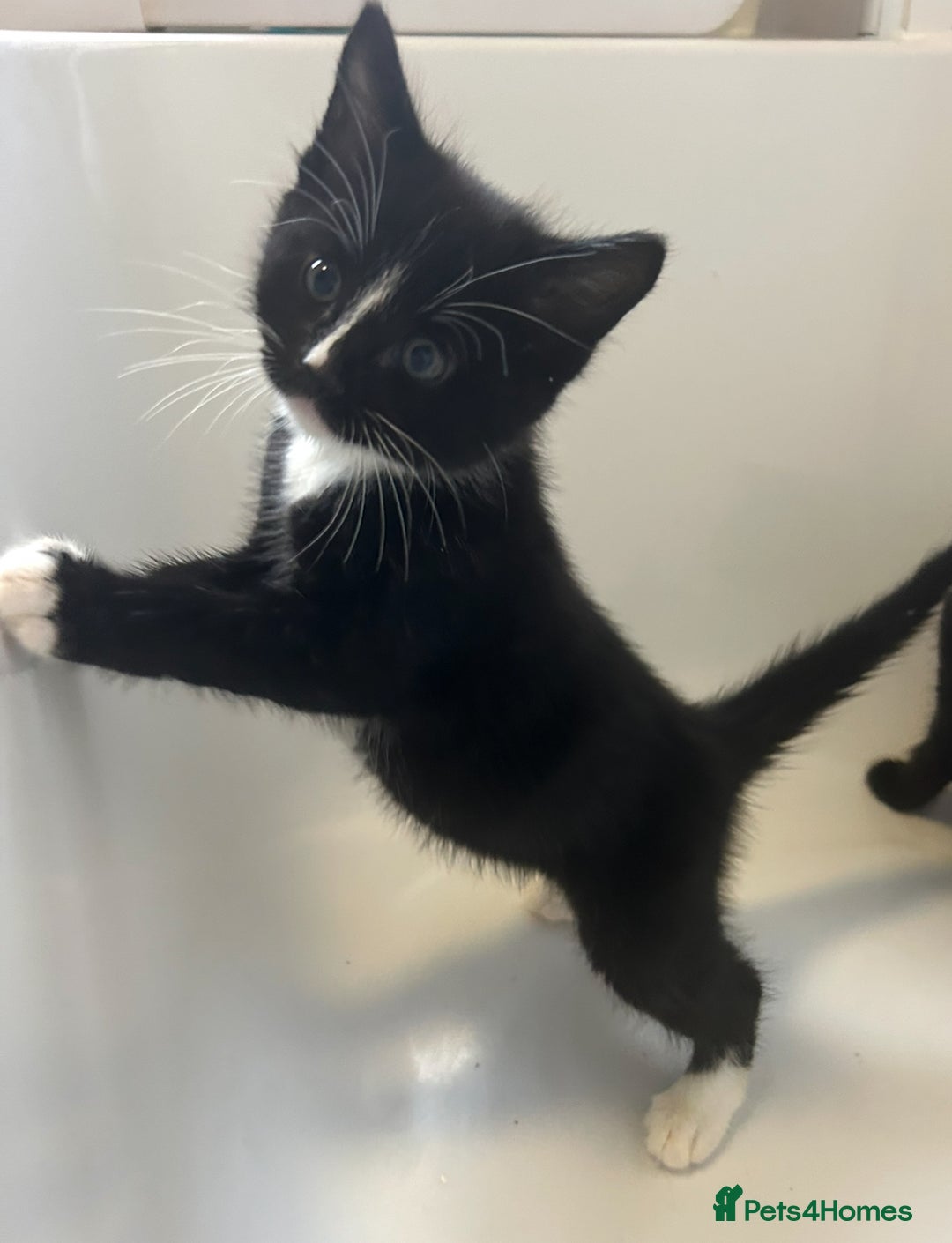 Mixed Breed cats for sale: 4 kittens looking for their forever home  - Advert 13