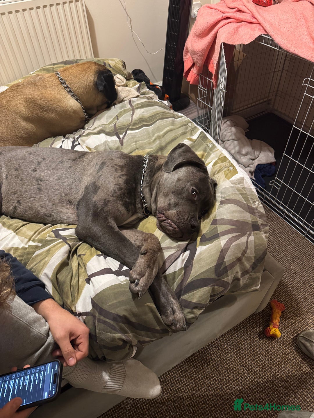 Mixed Breed dogs for sale: Cane Corso x Great Dane  - Advert 13