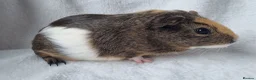 Guinea Pig rodents for sale: Bonded pair of boars - Advert 11