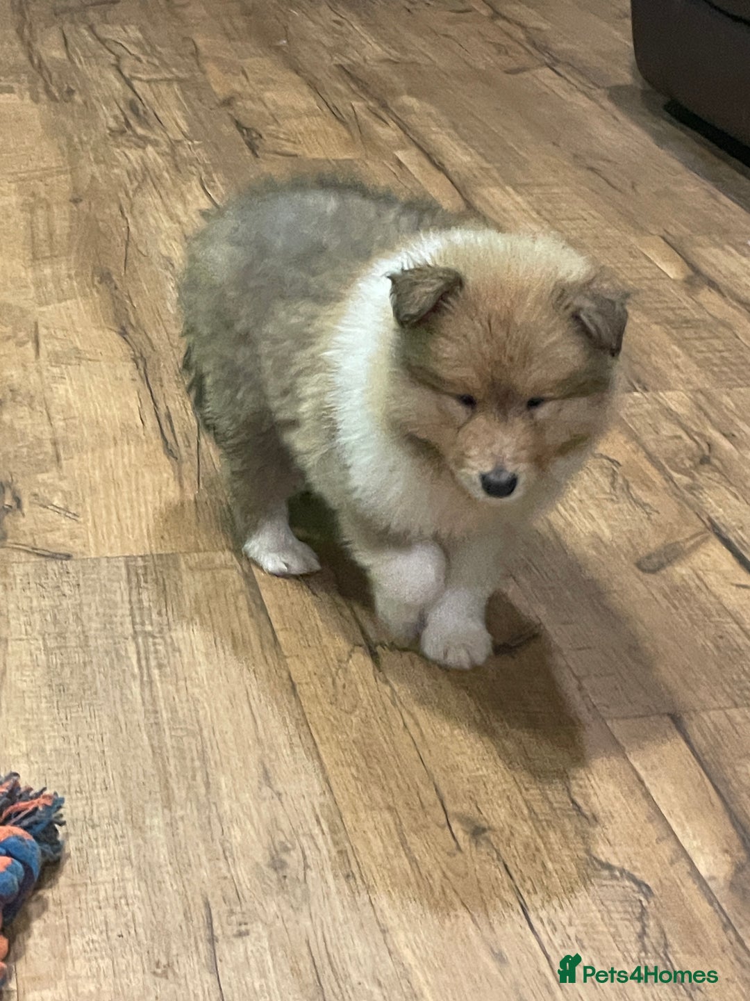 Rough Collie dogs for sale: Sable and white KC registered puppies - Advert 10