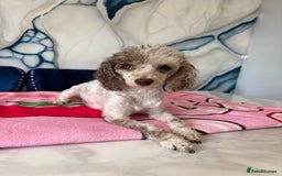 Toy Poodle dogs for sale: 1 Male & 1 Female Toy Poodle - Image 22
