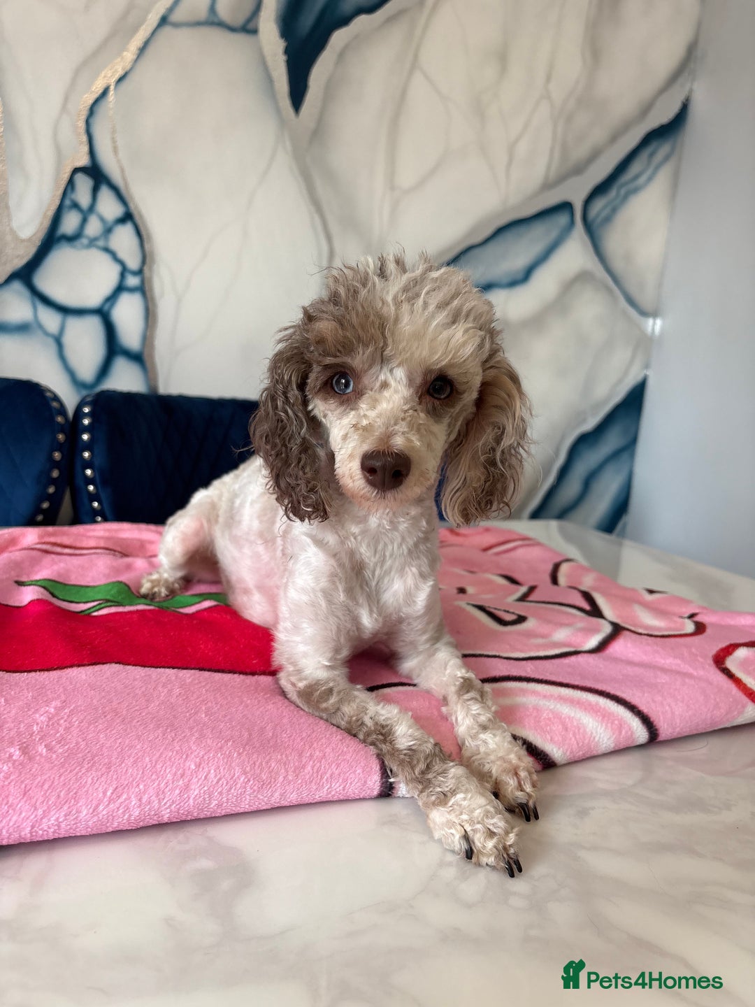 Toy Poodle dogs for sale: 1 Male & 1 Female Toy Poodle - Image 22