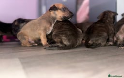 English Bull Terrier dogs for sale: English bull terrier (working type) - Image 5