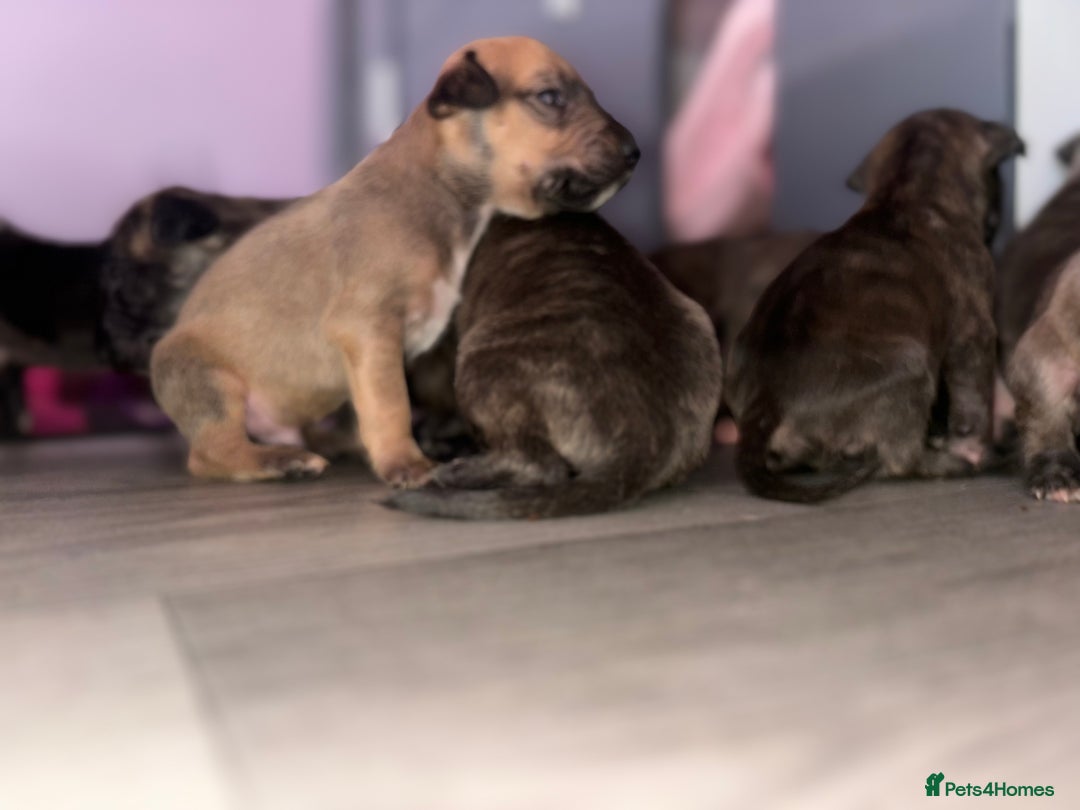 English Bull Terrier dogs for sale: English bull terrier (working type) - Image 5