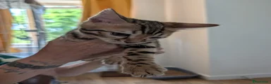 Bengal Kitten 1